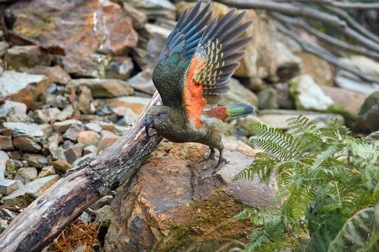 Flying alpine parrot, Kea, Nestor notabilis, protected  olive-green parrot with scarlet underwings. Bird endemic to South Island, New Zealand.