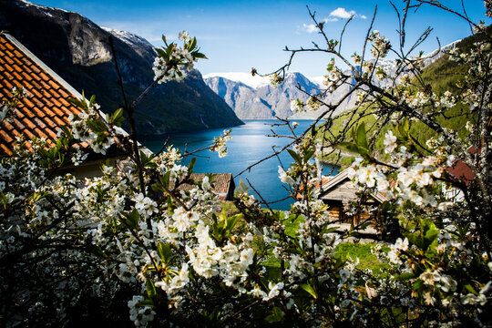 Springtime in Norway with view on the Aurlandsfjord.