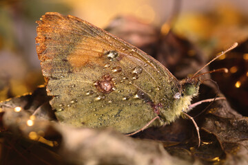 yellow butterfly and water drops
