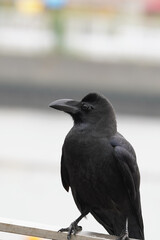 portrait of crow