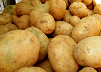 Harvested Fresh Dirty Potatoes in Local Market Sri Lanka