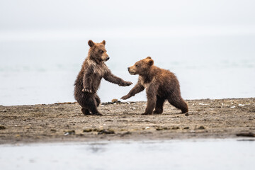 Ruling the landscape, brown bears of Kamchatka (Ursus arctos beringianus)