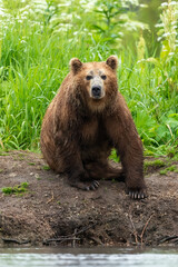 Obraz premium Ruling the landscape, brown bears of Kamchatka (Ursus arctos beringianus)