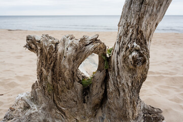 Fototapeta premium City Carnikava, Latvia. Pieces of wood at sea. Travel photo.