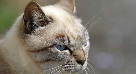 青い目の猫　シャム