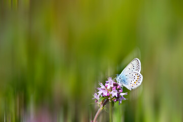 Gentle natural background with beautiful butterfly.