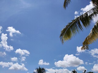 palm trees against blue sky