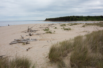 City Carnikava, Latvia. Walking place by the Baltic Sea with sand and trees.