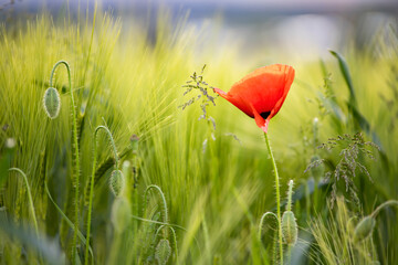 Naklejka premium Poppy flowers in the sun.