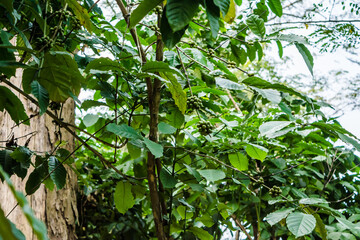 Immature green coffee cherries on the branch in assam. Coffee beans on tree.

