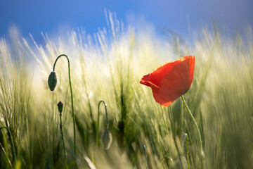 Poppy flowers in the sun.