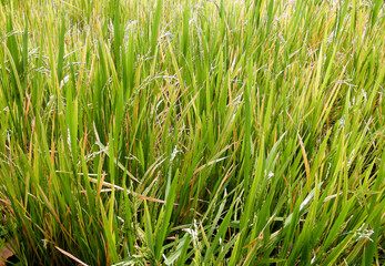 Obraz premium Rice paddy field with just before harvest.Paddy farm in Sri Lanka.Young rice seeds.