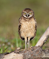 Naklejka premium Burrowing Owl in Florida 
