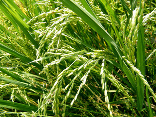 Rice paddy field with just before harvest.Paddy farm in Sri Lanka.Young rice seeds.