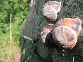 snail on a stone