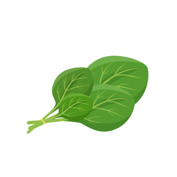 green spinach leaves bunch isolated clip art preview