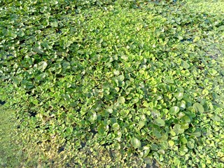 Green azolla on water surface in the pond background closeup.