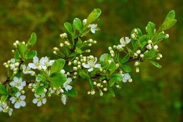 Apple-tree branch with bright white inflorescences on a green background