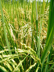 Rice paddy field with just before harvest.Paddy farm in Sri Lanka.Young rice seeds.
