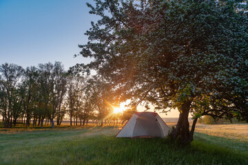 Summer landscape with morning forest and white tent