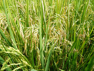 Rice paddy field with just before harvest.Paddy farm in Sri Lanka.Young rice seeds.
