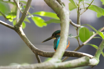 美しき青い鳥　カワセミ