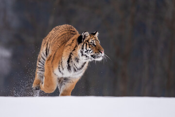 Siberian Tiger running in snow. Beautiful, dynamic and powerful photo of this majestic animal. Set in environment typical for this amazing animal. Birches and meadows