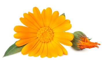marigold flowers with petals isolated on white background. calendula flower.