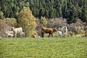 Fototapeta na wymiar Small calfs on the pasture by forest