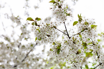 Branches of blooming cherry. Beautiful spring background