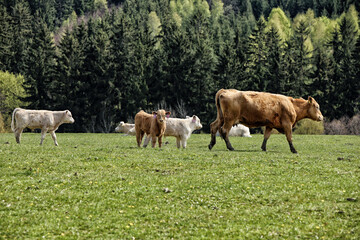Fototapeta na wymiar Large brown cow with brown and white vealers