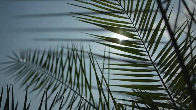 Palmenbl&auml;tter in der Sonne 04