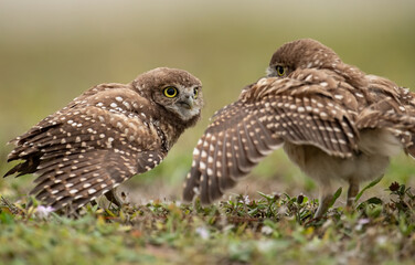 Burrowing Owl in Florida 