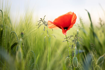 Obraz premium Poppy flowers in the sun.