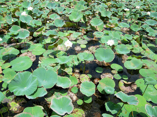 Aquatic plant with flowers on marshy land.Type of Lily or Lotus plant at water.