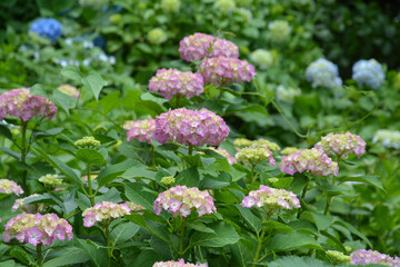 あじさい、アジサイ、紫陽花