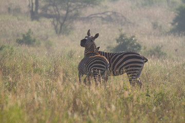 Zebras standing in high grass in the early morning in Kenya.