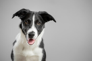isolated black and white border collie puppy portrait close up head shot on a grey seamless background in the studio