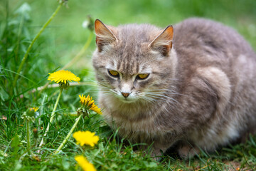 Naklejka na ściany i meble Cute cat sits on the grass in a spring garden next to dandelion flowers