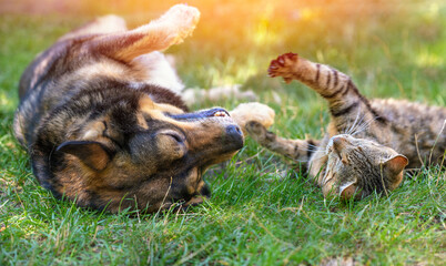 Dog and cat best friends playing together outdoors. Lying on the back together © vvvita