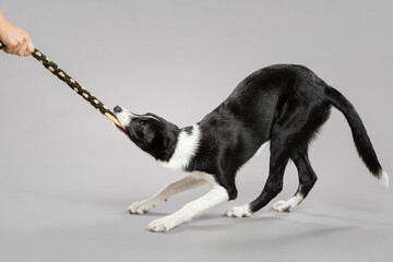 isolated black and white border collie puppy portrait playing tug of war with a yellow and black toy on a grey seamless background in the studio