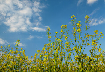 Rapeseed flowers against the blue sky with clouds.