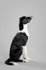 isolated black and white border collie puppy portrait sitting sideways looking up on a grey seamless background in the studio