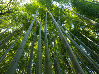 Fototapeta na wymiar Bamboo Forest at Kyoto Arashiyama area