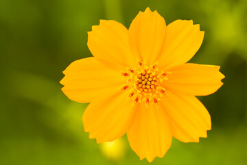 A cosmos flower