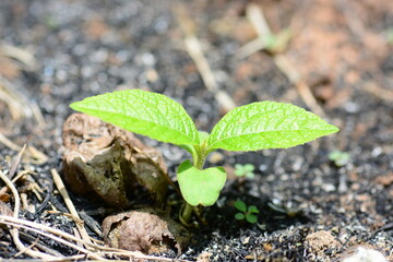 Plant growth
