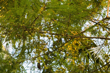 Indian gooseberry tree, Phyllanthus emblica, is also called aamla in Hindi, local fruits and herbs with medicinal properties
