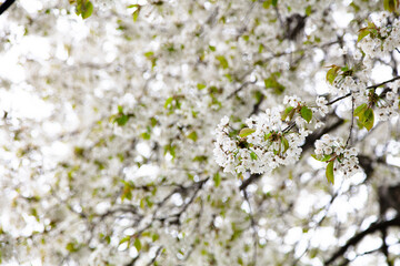 Branches of blooming cherry. Beautiful spring background