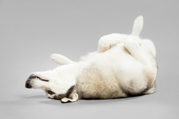 isolated siberian husky dog portrait lying upside down on a grey seamless background in the studio