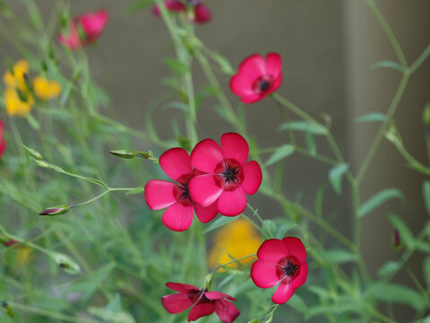 Linum grandiflorum 'Rubrum' | Delicate and graceful clusters of flax flowers or scarlet flax on top of stems with small narrow leaves swaying in the wind